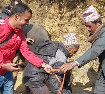 १२ किसानलाई दुहुनो भैंसी